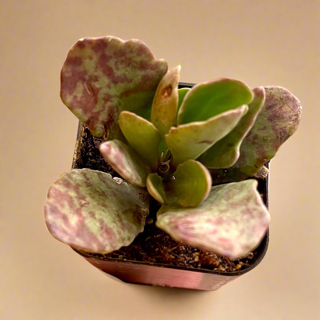 Kalanchoe Humilis ‘Desert Surprise’