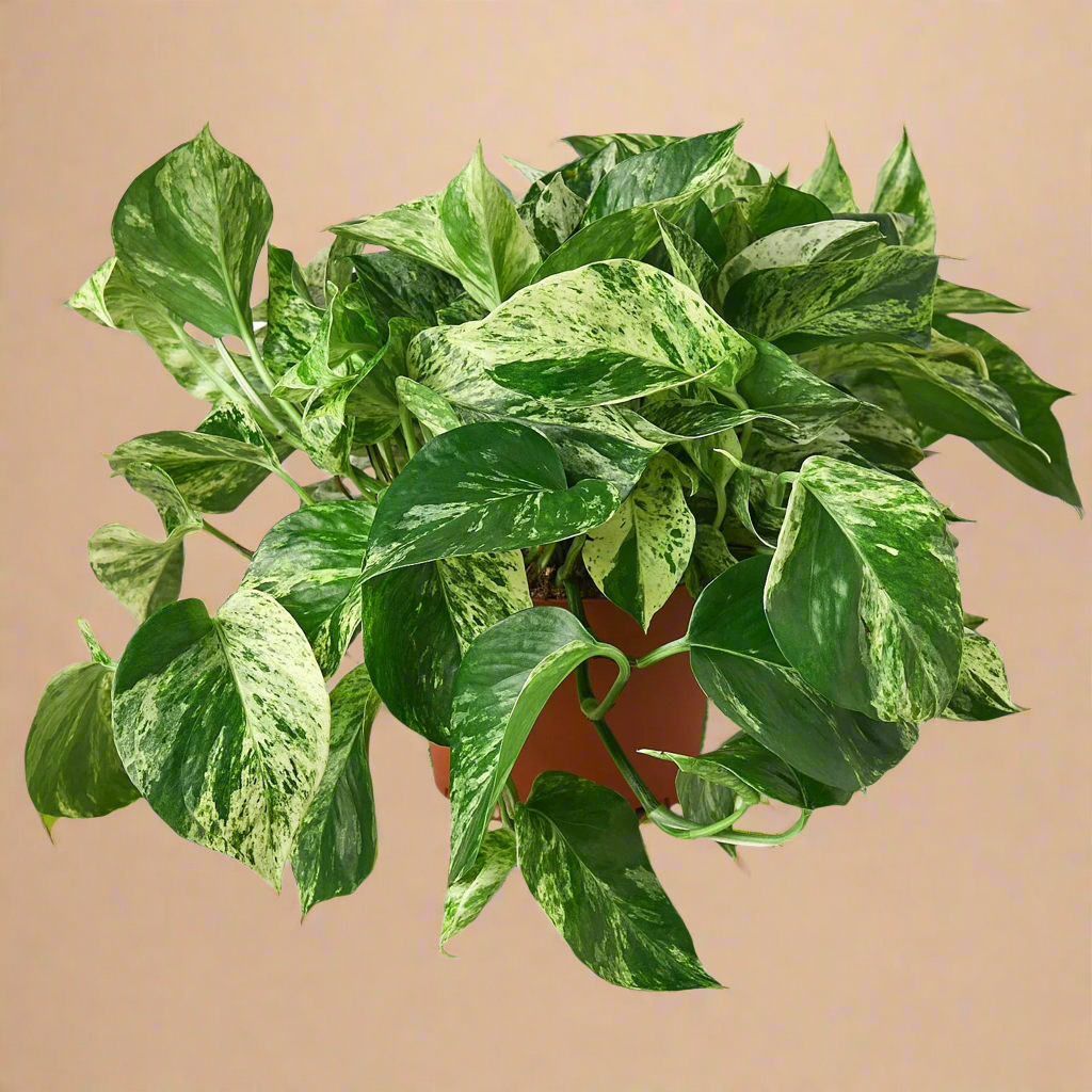 Pothos 'Marble Queen'