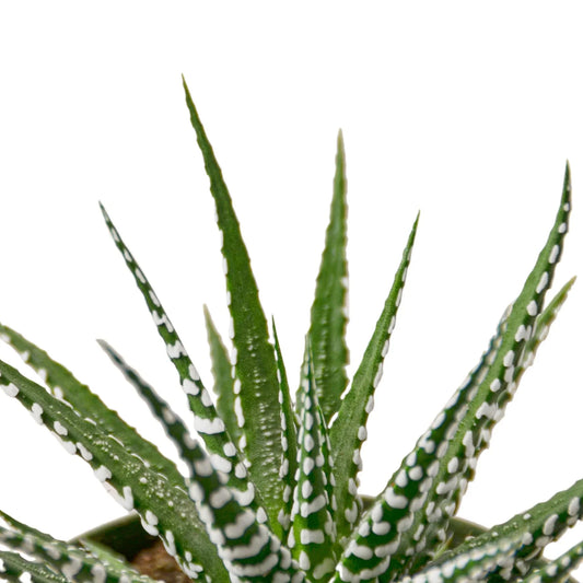 Zebra Haworthia