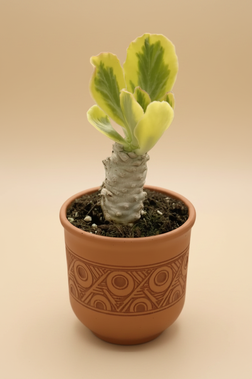 Euphorbia Poisonii variegated 4” pot