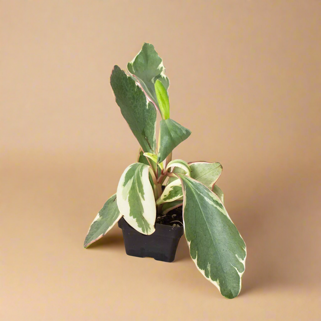 Peperomia 'Ginny'