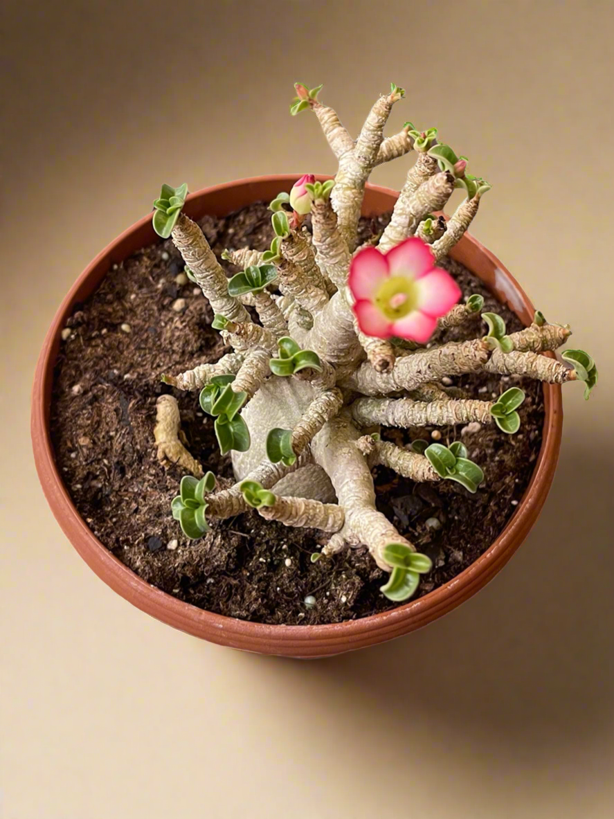 Dorset Horn Adenium Arabicum - Desert Rose 6” Pot