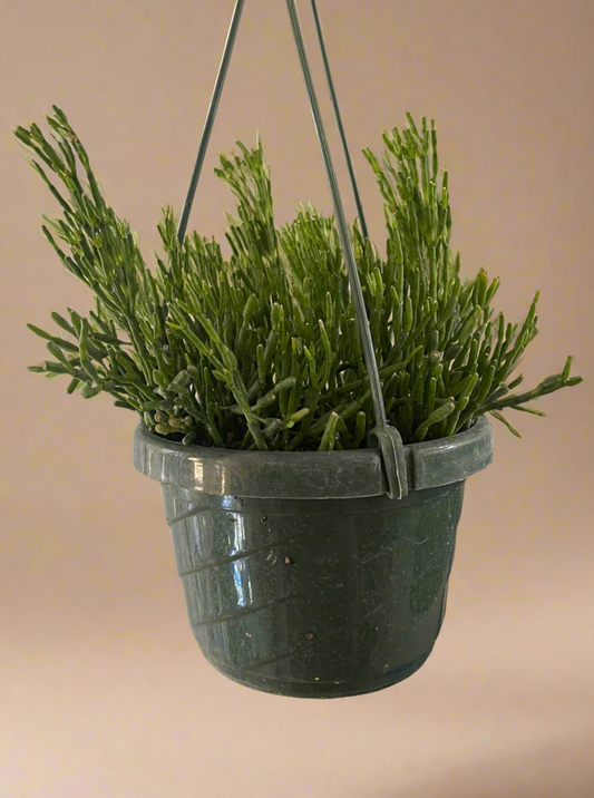 Dancing Bones Cactus - Hatiora Salicornioides