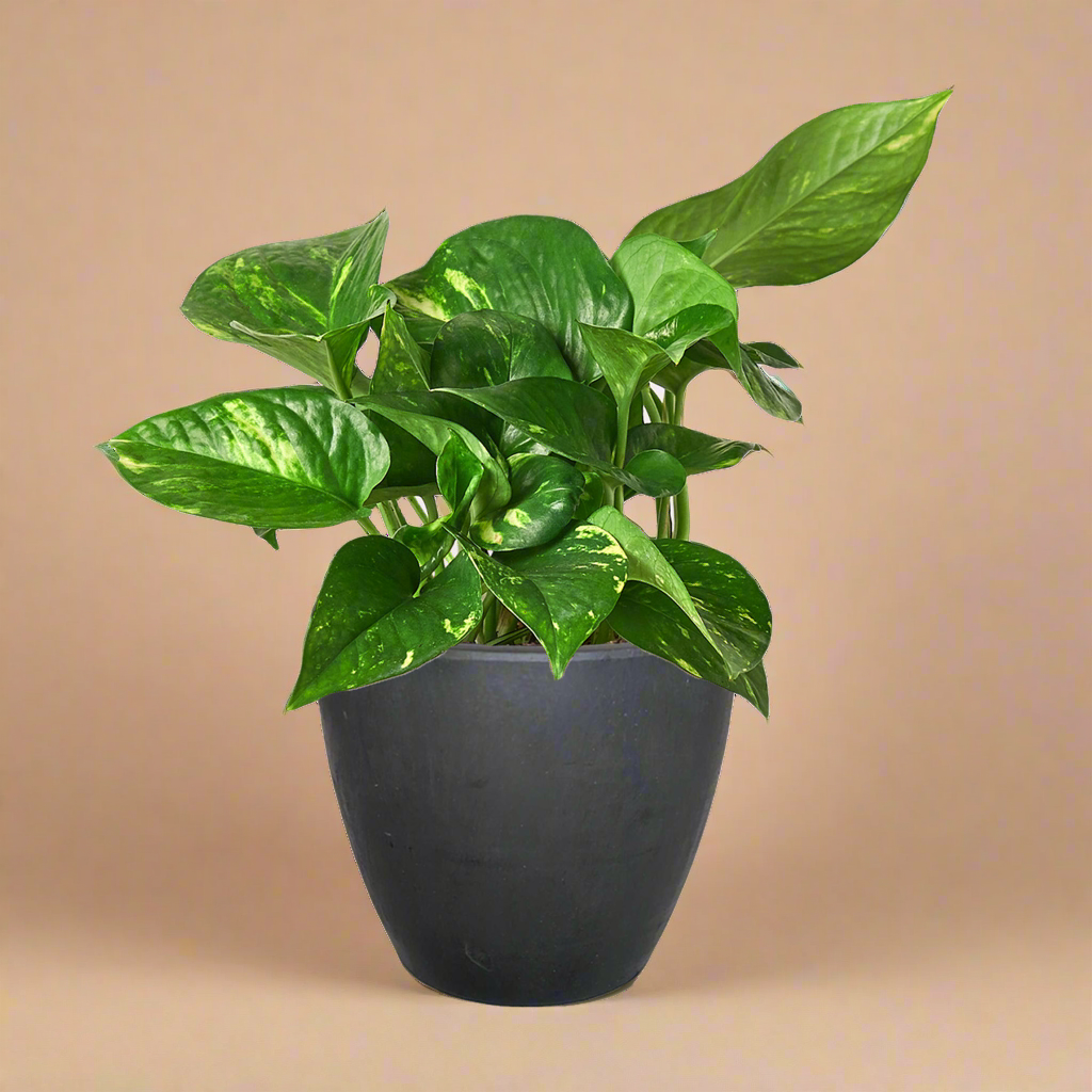 Pothos 'Golden'