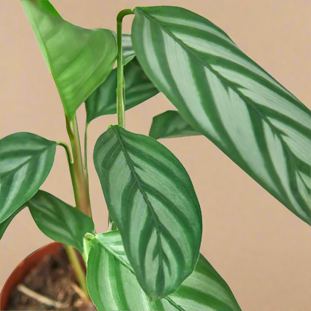 Calathea 'Grey Star'