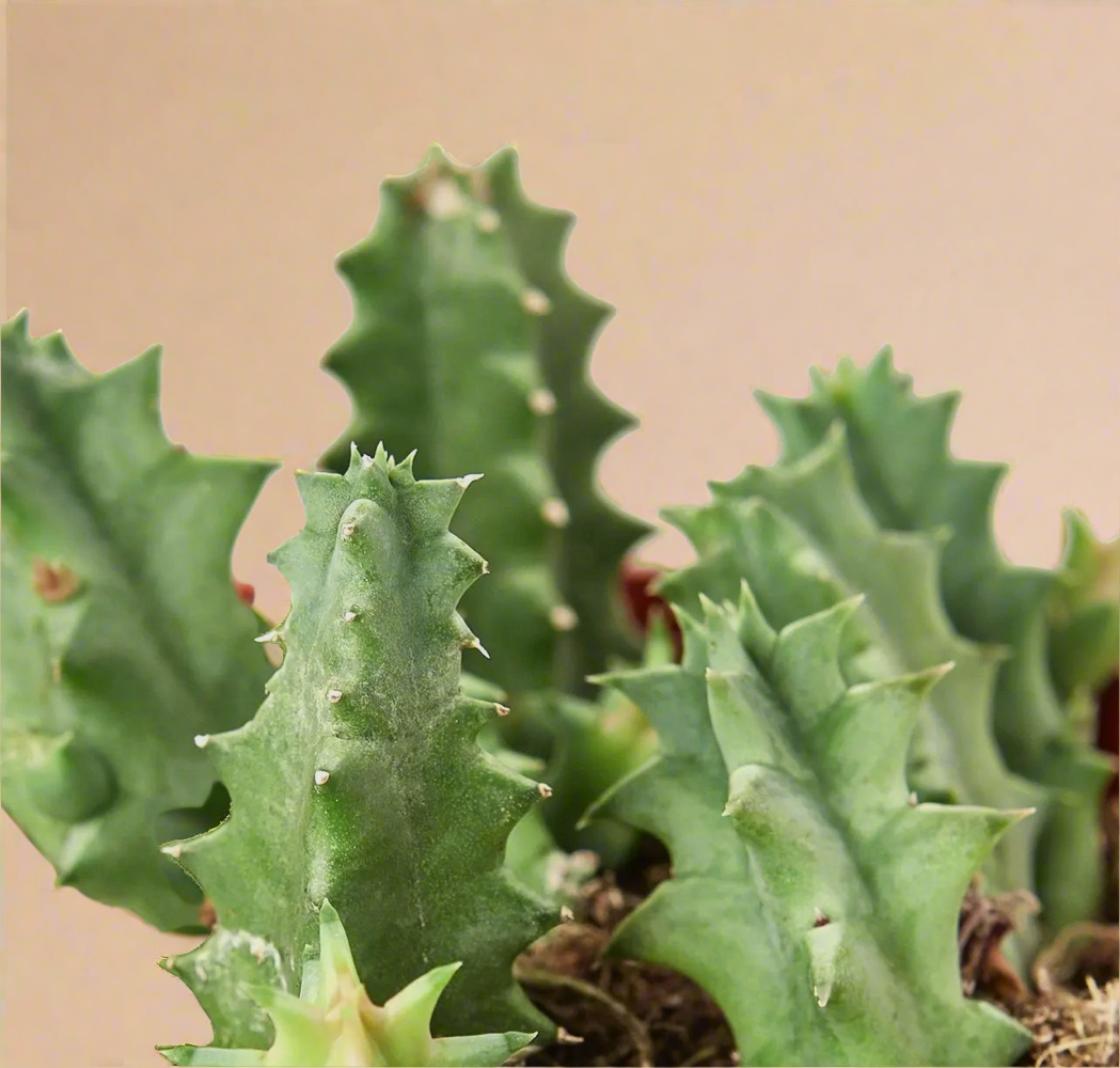 4” Lifesaver Cactus - Huernia Zebrina