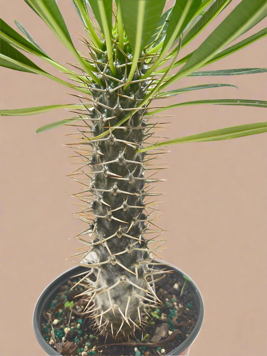 Pachypodium 'lamerei' (Madagascar Palm)
