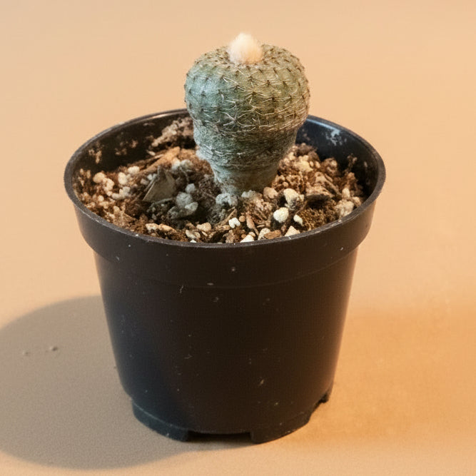 Frailea phaeodisca | Rare Miniature Cactus | 2-Inch Pot