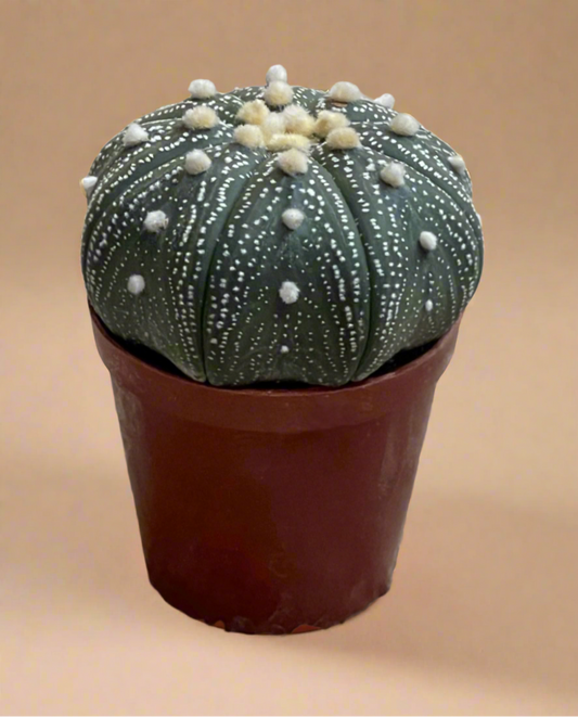 2” Astrophytum Asterias – Sand Dollar Cactus