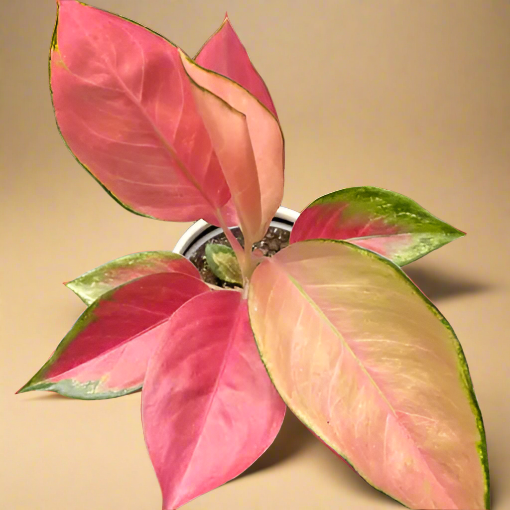 Chinese Evergreen 'Pink Pearl'