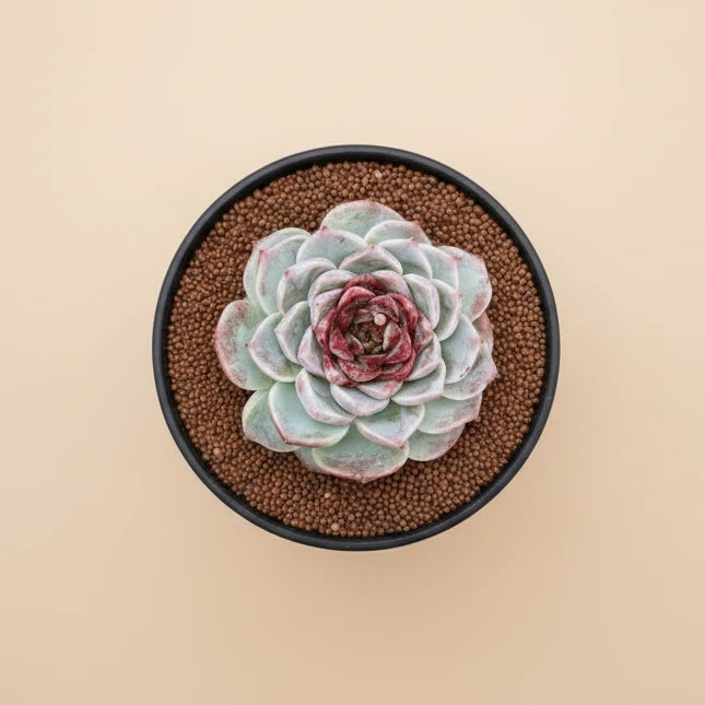 Echeveria Agavoides ‘Red Velvet’