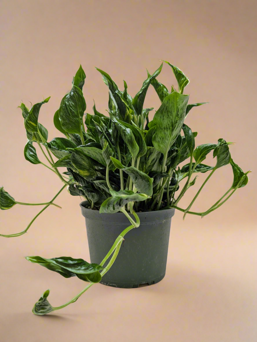 Pothos 'Shangri La'