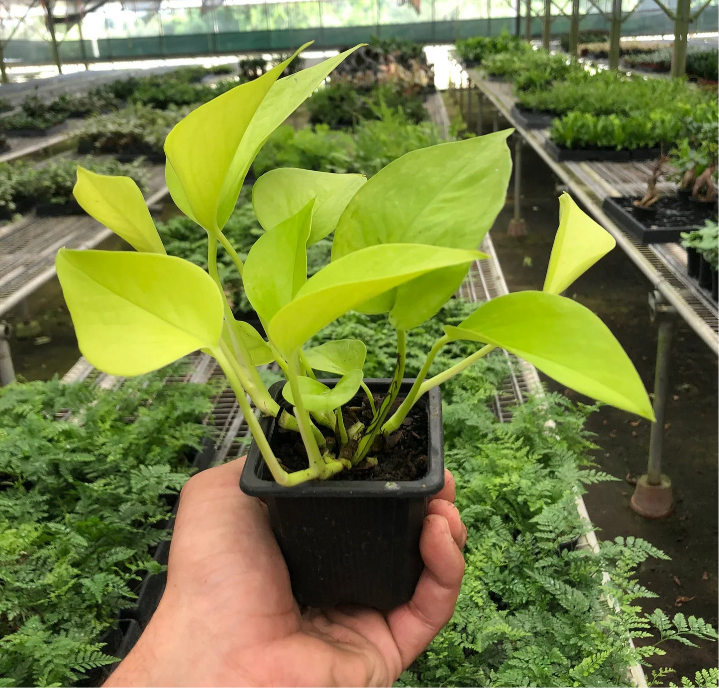 Neon Pothos