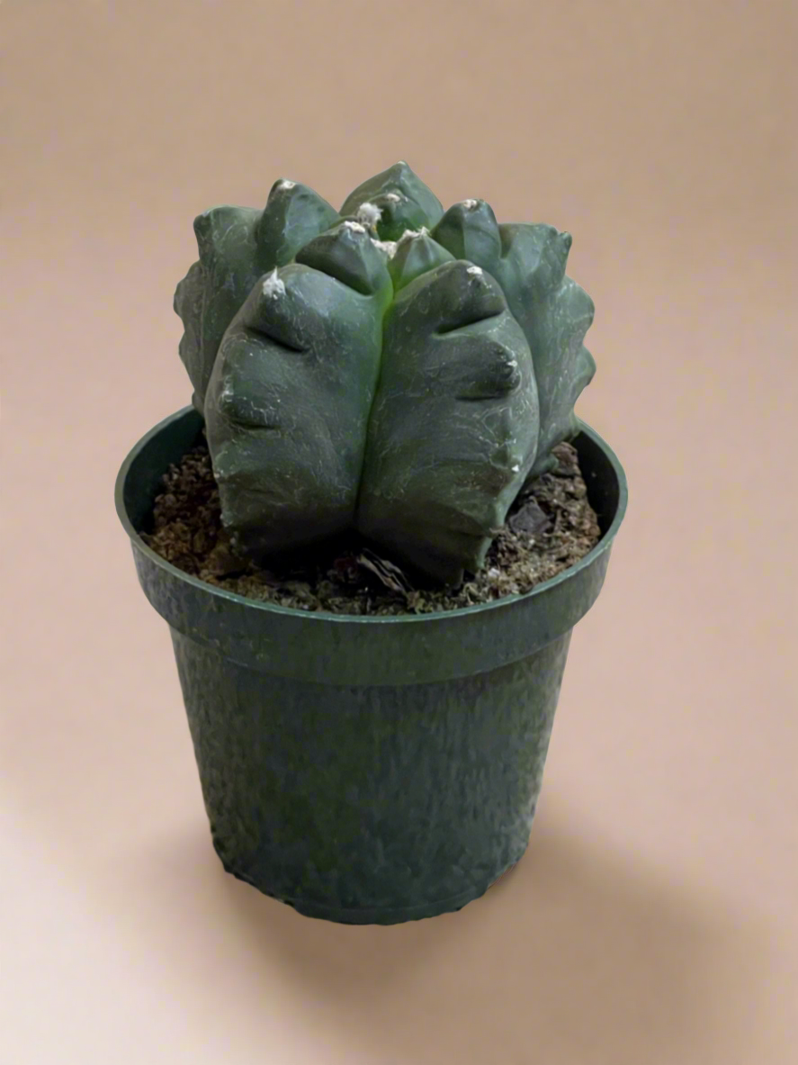 4.5” Astrophytum Myriostigma cv. Kikko Nudum
