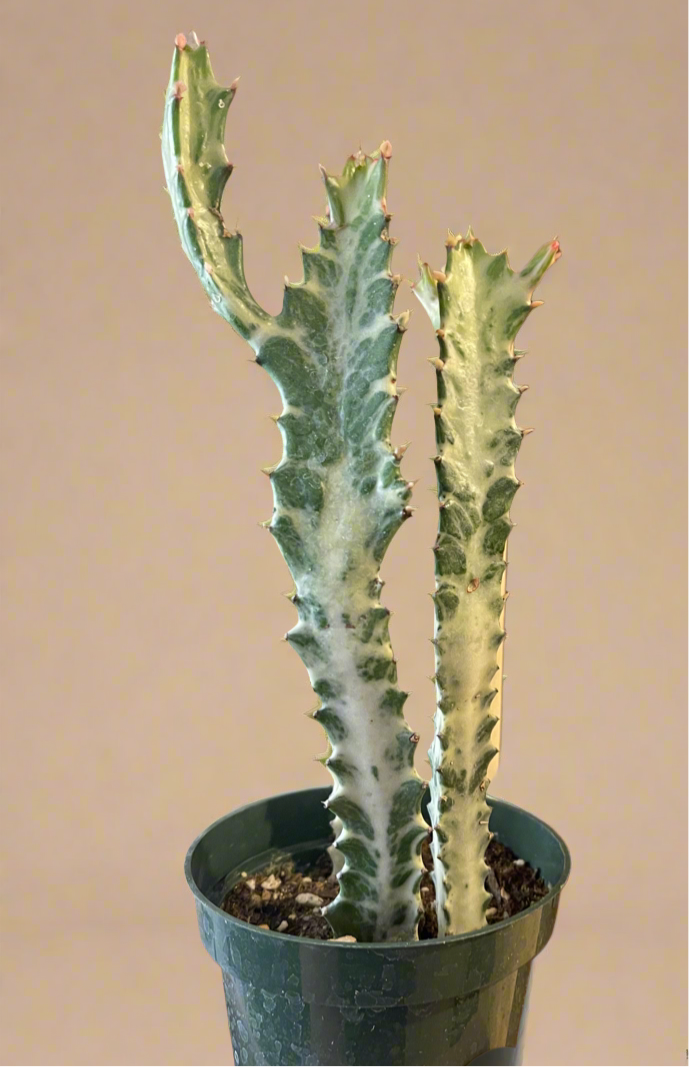 Euphorbia Dragon Bone Ghost Cactus