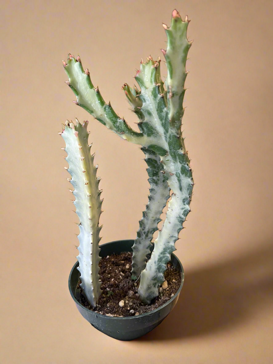 Euphorbia Dragon Bone Ghost Cactus