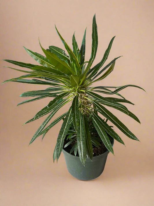 Madagascar Palm – Pachypodium lamerei