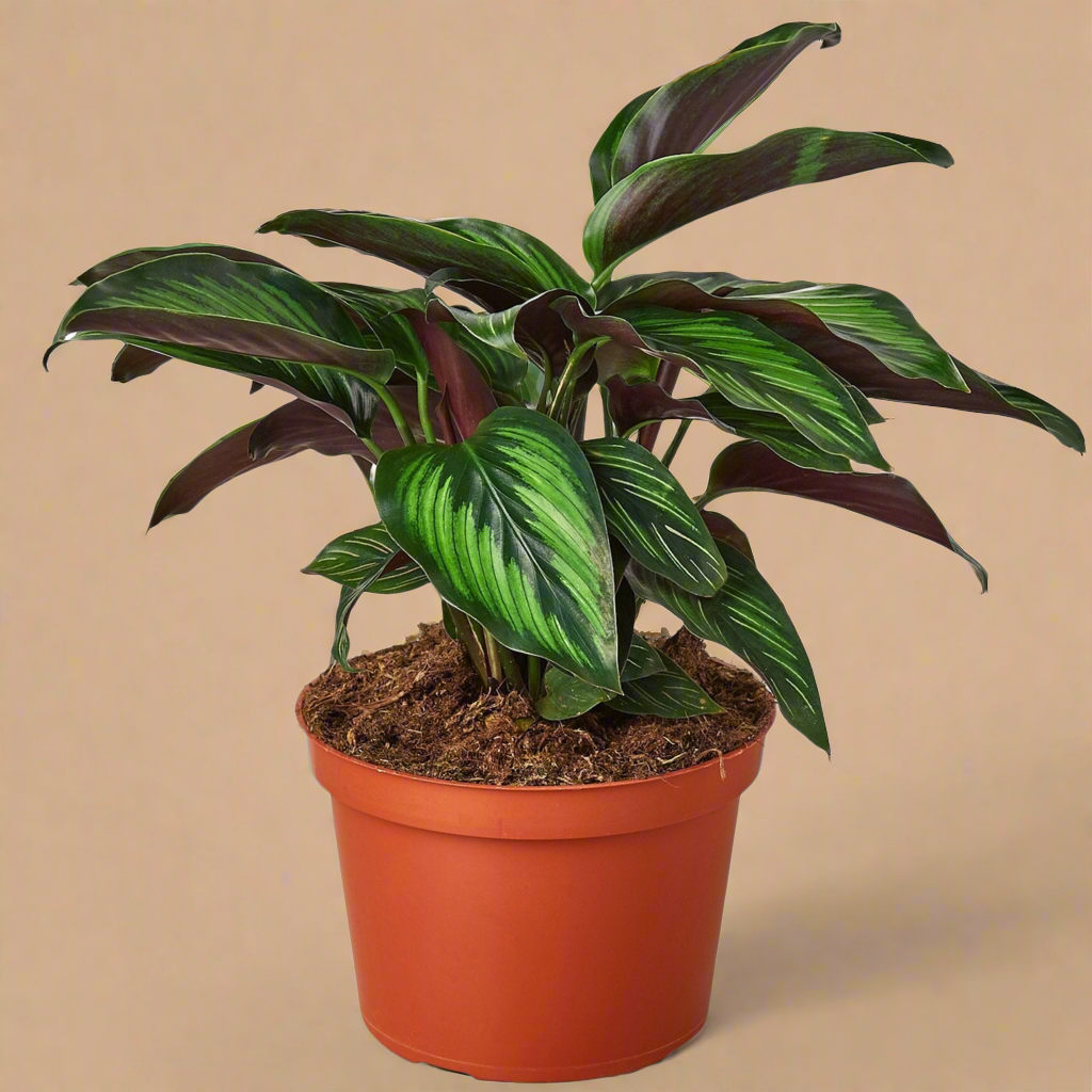Calathea 'Beauty Star'
