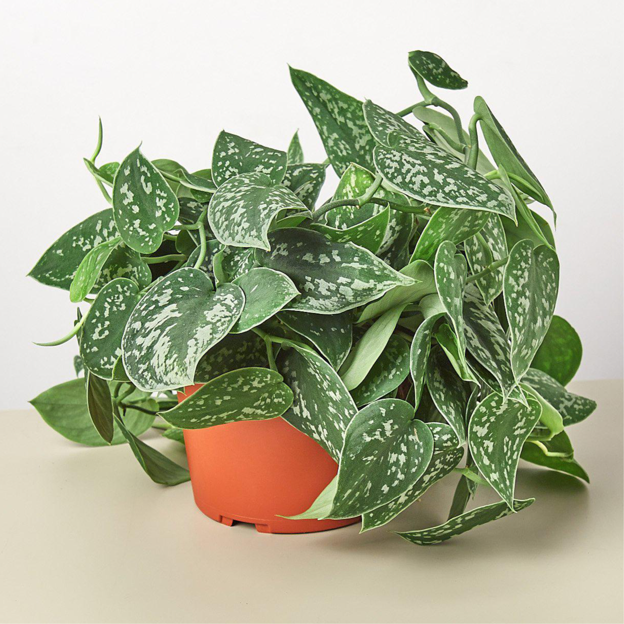 Scindapsus pictus 'Argyraeus'