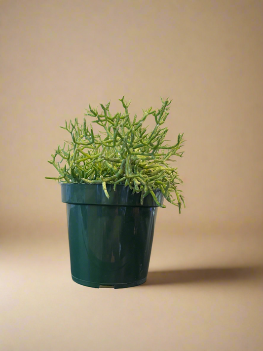 4.5” Rhipsalis - Mistletoe Cactus