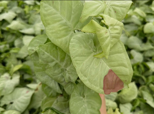 4” Syngonium ‘Milk Confetti’