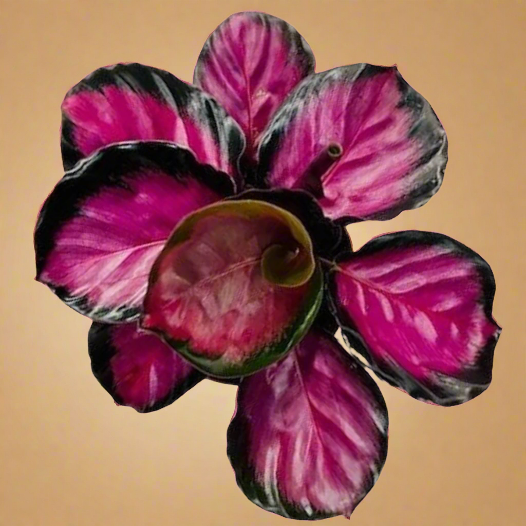 Calathea 'Purple Rose'