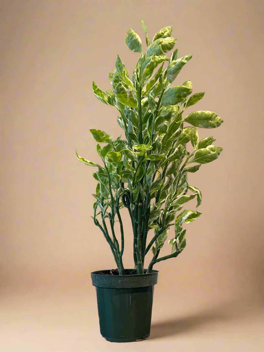 4.5” Euphorbia tithymaloides 'Splish Splash' - Variegated Devil’s Backbone