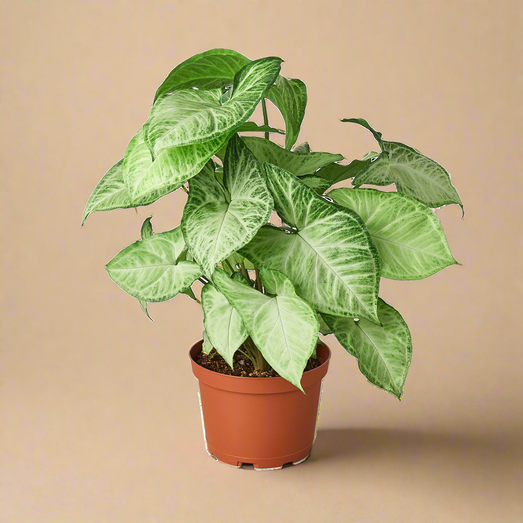 Syngonium White Butterfly