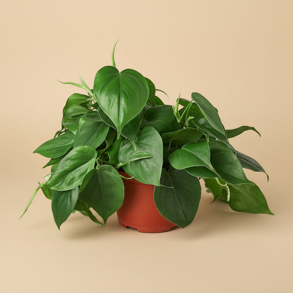 Philodendron Cordatum Heartleaf - 6" Pot - NURSERY POT ONLY
