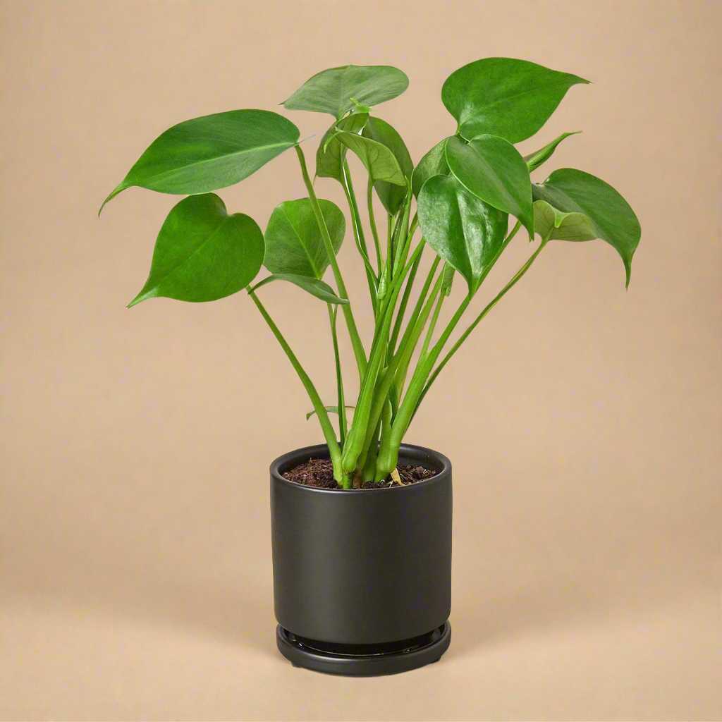 Monstera Deliciosa Split-Leaf