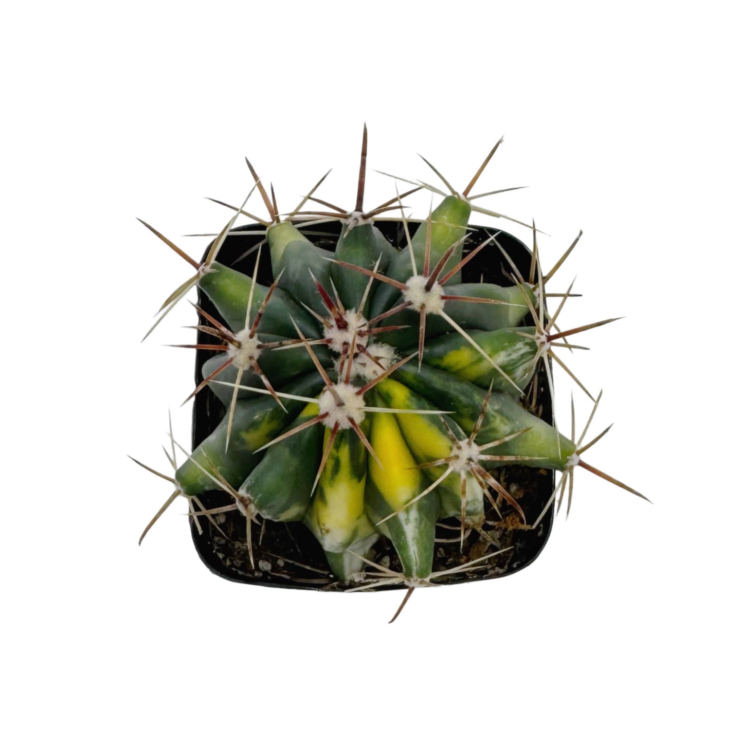 Variegated Fire Barrel Cactus- Ferocactus Gracilis 2.5”