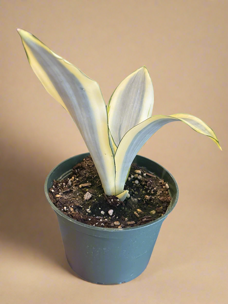 6” Sansevieria Trifasciata ‘Ghost’ - Snake Plant