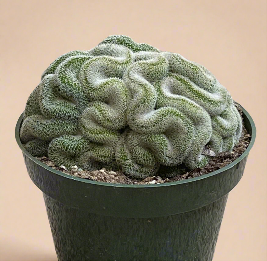 4.5” Mammillaria Microthele Cristata - Brain Cactus
