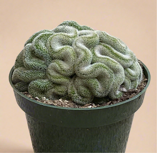 Mammillaria Microthele Cristata - Brain Cactus - 4.5” pot