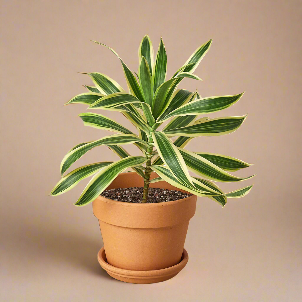 Dracaena 'Song of India'