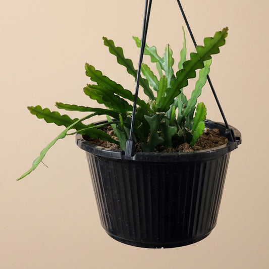 Ric Rac - Fishbone Cactus 10” HB