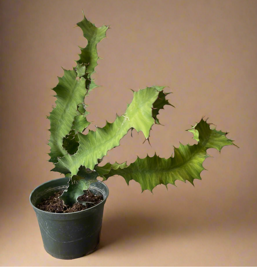 Euphorbia Grandicornis – Cow’s Horn Cactus