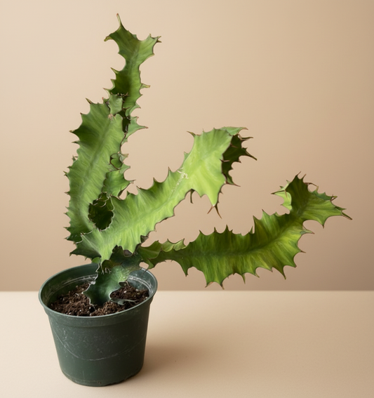 Euphorbia Grandicornis – Cow’s Horn Cactus