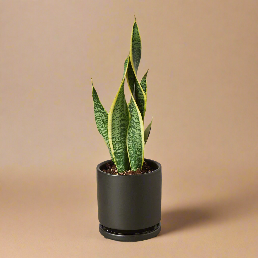 Snake Plant Laurentii