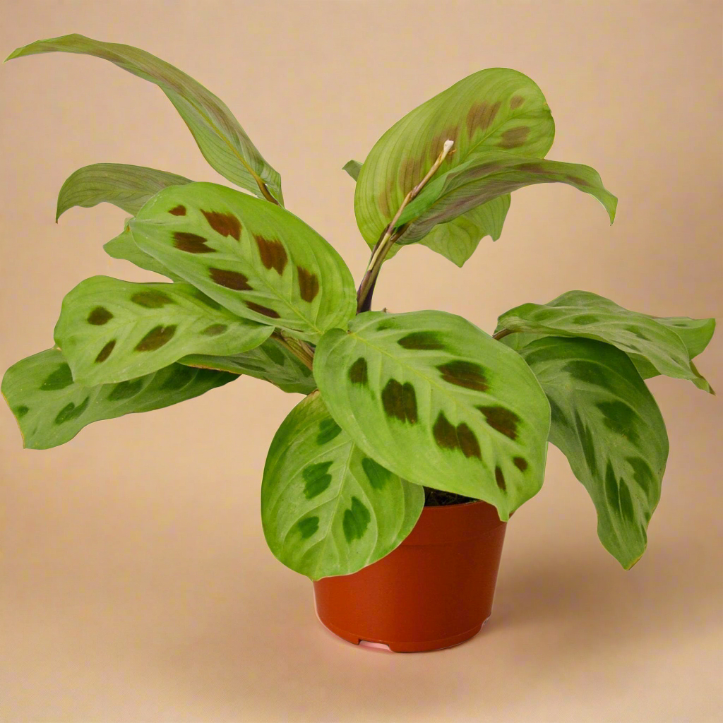 Maranta 'Leuconeura'