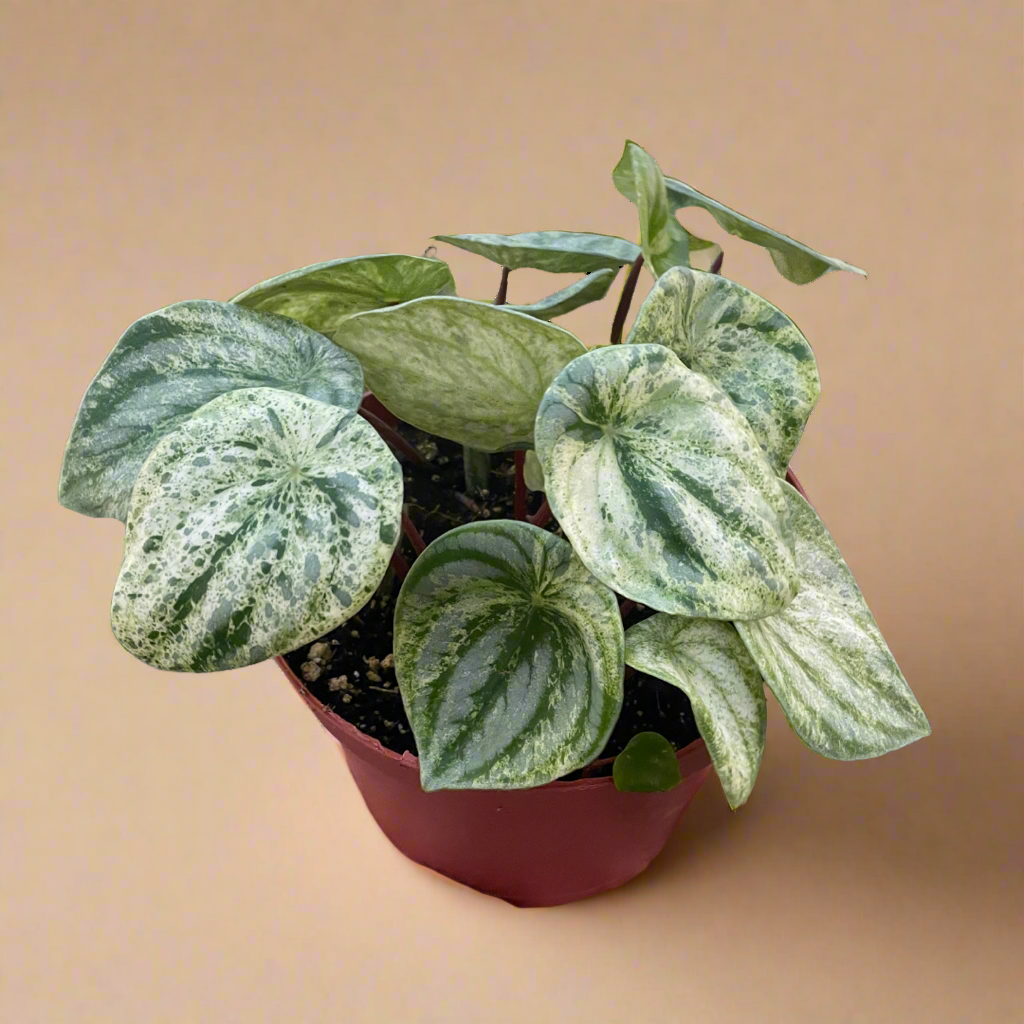 Peperomia 'Watermelon Variegated'