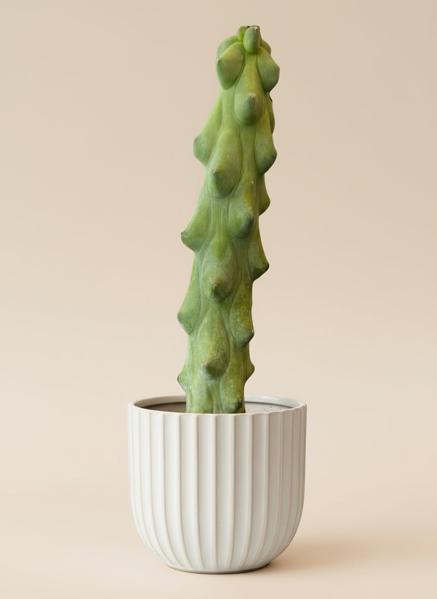 6” Boobie Cactus – Myrtillocactus geometrizans ‘Fukurokuryuzinboku’