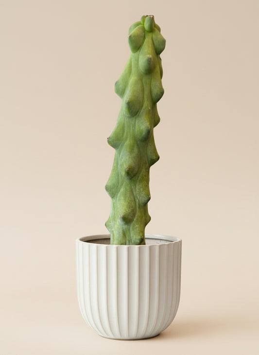 6” Boobie Cactus – Myrtillocactus geometrizans ‘Fukurokuryuzinboku’