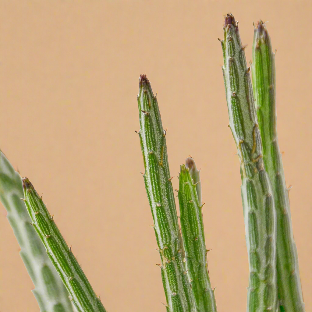Senecio Stapeliiformis Pickle Plant
