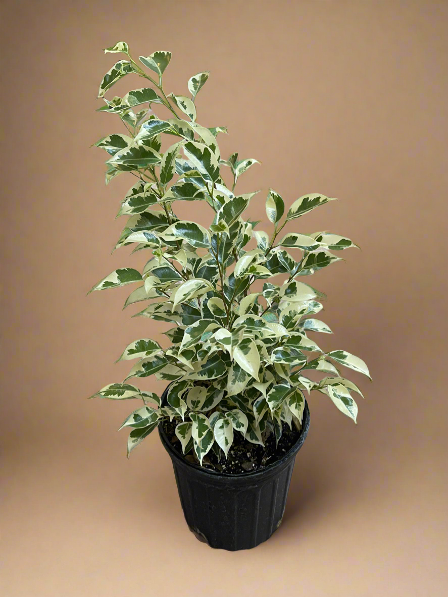 1 Gal. Variegated Ficus Benjamina