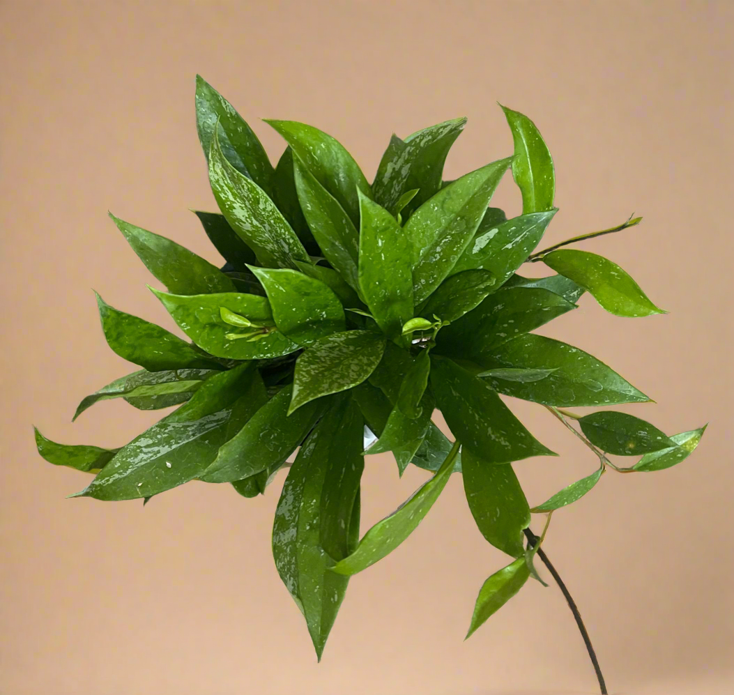 4.5” Hoya Pubicalyx