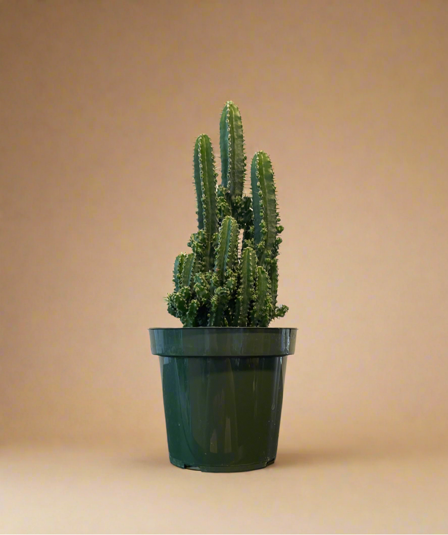 4.5” Fairy Castle Cactus