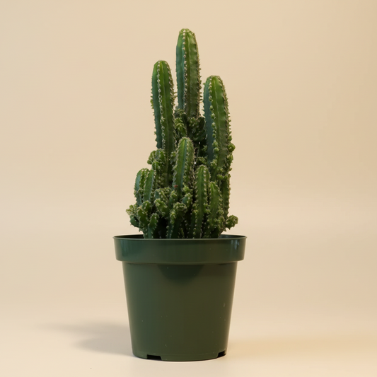 Fairy Castle Cactus - 4.5” pot
