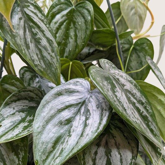 Philodendron 'Brandi'