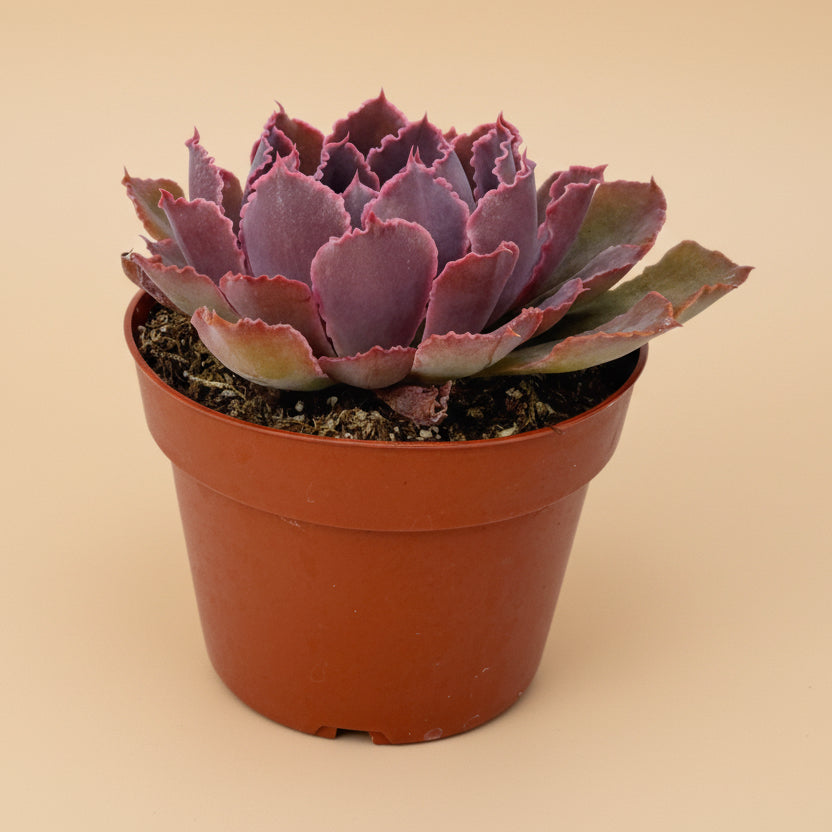 Echeveria Purple Dancer | 4 inch